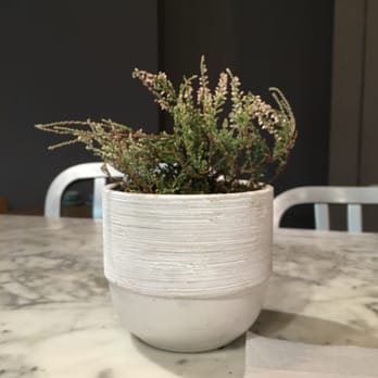 Lit Espresso Bar - Coffee & Tea Near Me - Toronto, Ontario