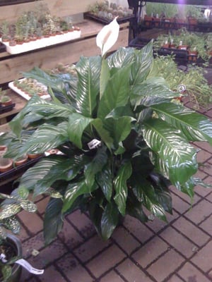Merrifield Garden Center by null