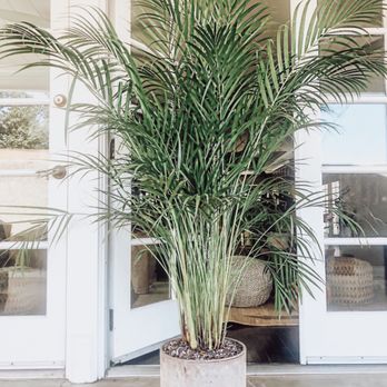 The Green Place - Custom Areca Palm repotted into a natural pot. - Nurseries & Gardening Near Me - Fullerton, California The Green Place - Custom Areca Palm repotted into a natural pot. - Nurseries & Gardening Near Me - Fullerton, California