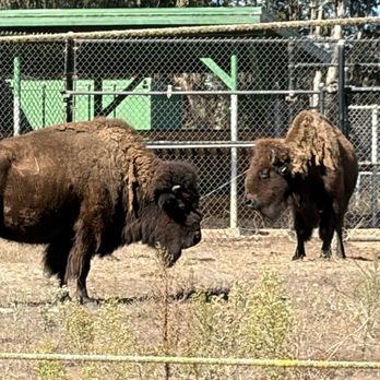 Bison Paddock - Parks Near Me - San Francisco, California