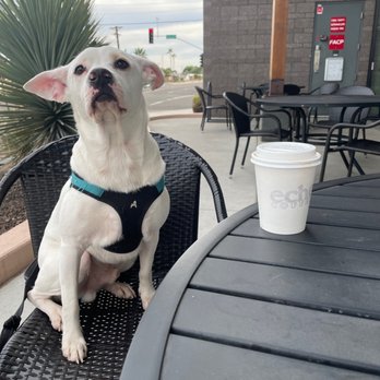 Echo Coffee - Coffee w milk + dog - Coffee & Tea Near Me - Scottsdale, Arizona Echo Coffee - Coffee w milk + dog - Coffee & Tea Near Me - Scottsdale, Arizona