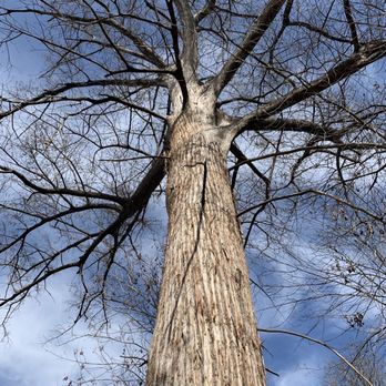 McKinney Falls State Park - Old Baldy tree - Parks Near Me - Austin, Texas McKinney Falls State Park - Old Baldy tree - Parks Near Me - Austin, Texas