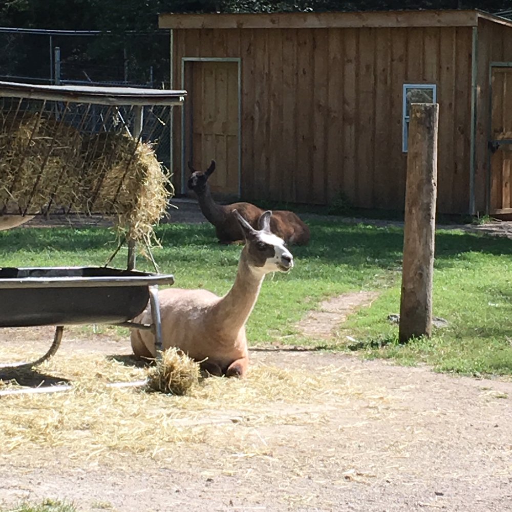 High Park Zoo - Zoos Near Me - Toronto, Ontario High Park Zoo - Zoos Near Me - Toronto, Ontario