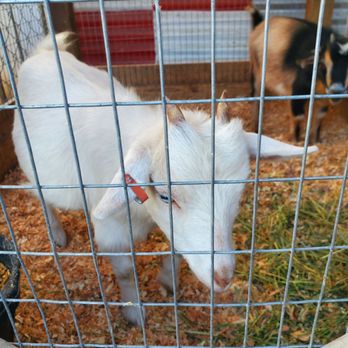 Farmers Feed - Beautiful blue eyed dwarf goat - Pet Stores Near Me - Stockton, California Farmers Feed - Beautiful blue eyed dwarf goat - Pet Stores Near Me - Stockton, California