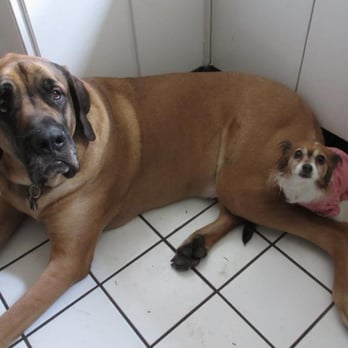 Ab Fab Pet Care - Big or Smal we love them all! - Pet Sitting Near Me - Lisle, Illinois