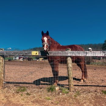Ryerss Farm For Aged Equines - Buddy - Animal Shelters Near Me - Pottstown, Pennsylvania Ryerss Farm For Aged Equines - Buddy - Animal Shelters Near Me - Pottstown, Pennsylvania