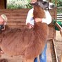 Photo of Adonai's Alpacas