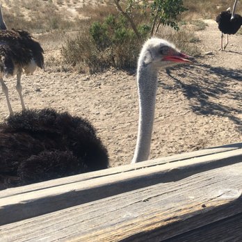 Ostrichland USA - Attraction Farms Near Me - Solvang, California Ostrichland USA - Attraction Farms Near Me - Solvang, California