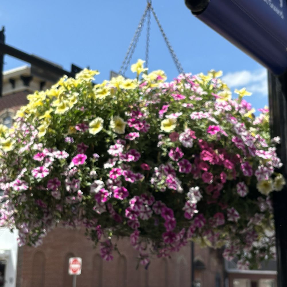 Hanging Baskets Hanging Baskets