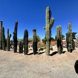 Old Pueblo Cactus