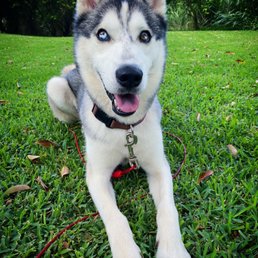 Nanuq the Siberian Husky