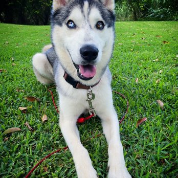 Off Leash K9 Training - Nanuq the Siberian Husky - Pet Training Near Me - Honolulu, Hawaii