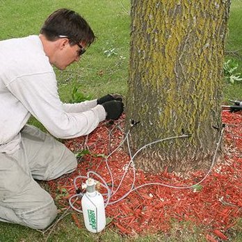 Bailey Tree - Tree Services Near Me - Englewood, Colorado Bailey Tree - Tree Services Near Me - Englewood, Colorado