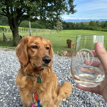 Virginia Mountain Vineyards - Dog friendly! I think Journey was jealous of my delicious wine. - Wineries Near Me - Fincastle, Virginia Virginia Mountain Vineyards - Dog friendly! I think Journey was jealous of my delicious wine. - Wineries Near Me - Fincastle, Virginia