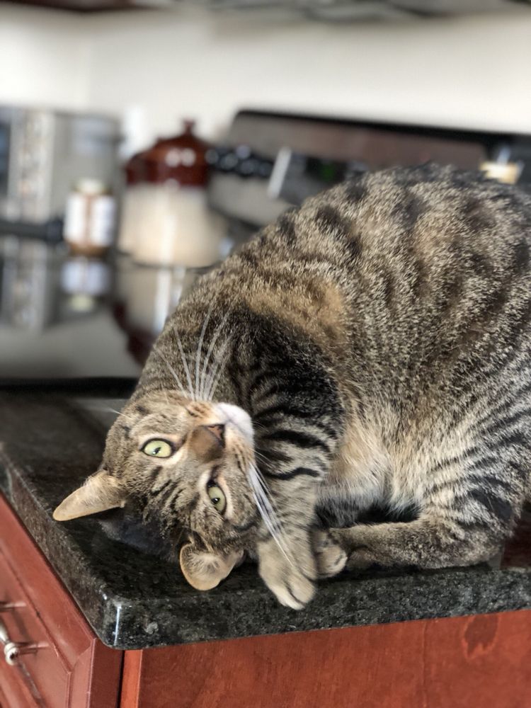 Pawsitive Purfection Pet Sitting & Services - pet boarding facility in Schnecksville, PA