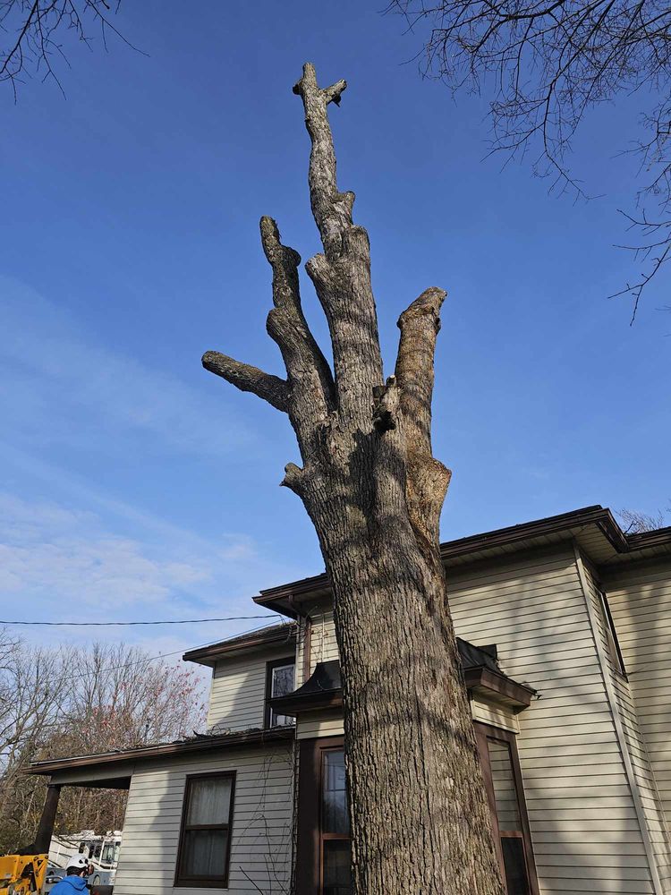 Revved Up Tree Service - tree service in Edgerton, WI