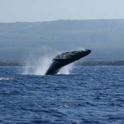 Captain Zodiac - Breaching Humpback whales during our whale watch tour