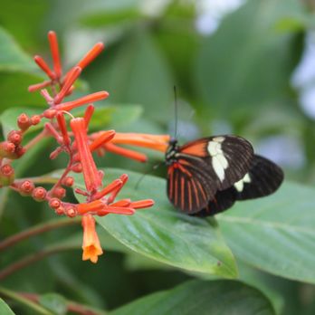Butterfly Pavilion - Hungry - Museums Near Me - Westminster, Colorado