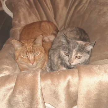 Providence Veterinary Clinic - Bonded, 5 and 15. - Veterinarians Near Me - Alameda, California Providence Veterinary Clinic - Bonded, 5 and 15. - Veterinarians Near Me - Alameda, California