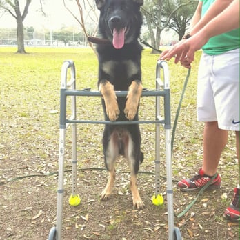 Off Leash K9 Training - Raider during his first therapy dog lesson! He did great with the help of Justin & Amanda! - Pet Training Near Me
