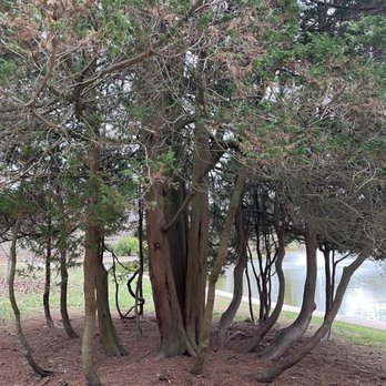 Westerly Library and Wilcox Park - Striking "mother" and "daughter" trees - Parks Near Me - Westerly, Rhode Island
