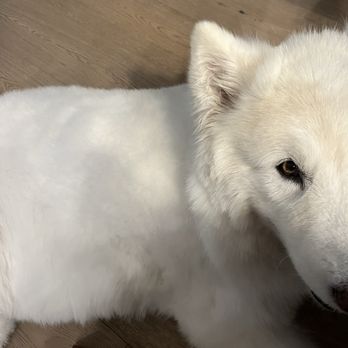 Bark Life - Her coat is completely gone - all of her guard hair is cut off. - Pet Stores Near Me - Seminole, Florida