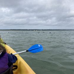 Paddle Cape Cod MA - Seal Pod at Nauset Marsh
