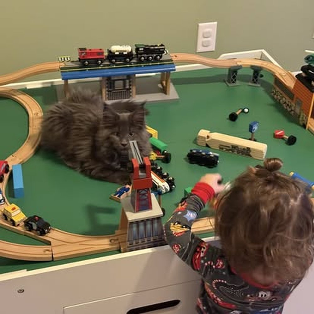 Oregon Maine Coon Cattery - Pet Breeders Near Me - Estacada, Oregon Oregon Maine Coon Cattery - Pet Breeders Near Me - Estacada, Oregon