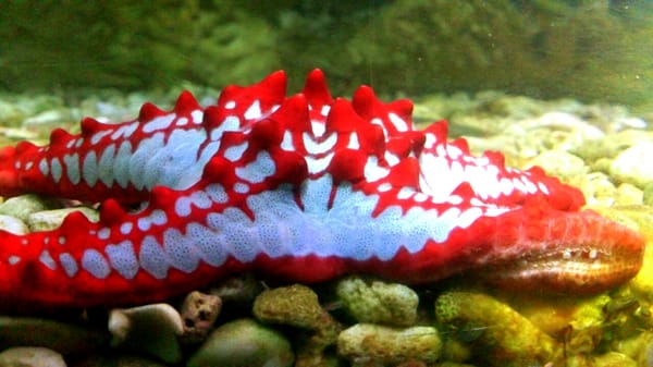 National SEA LIFE Centre Birmingham by null