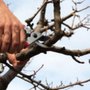 Photo of Shackleford Tree Service