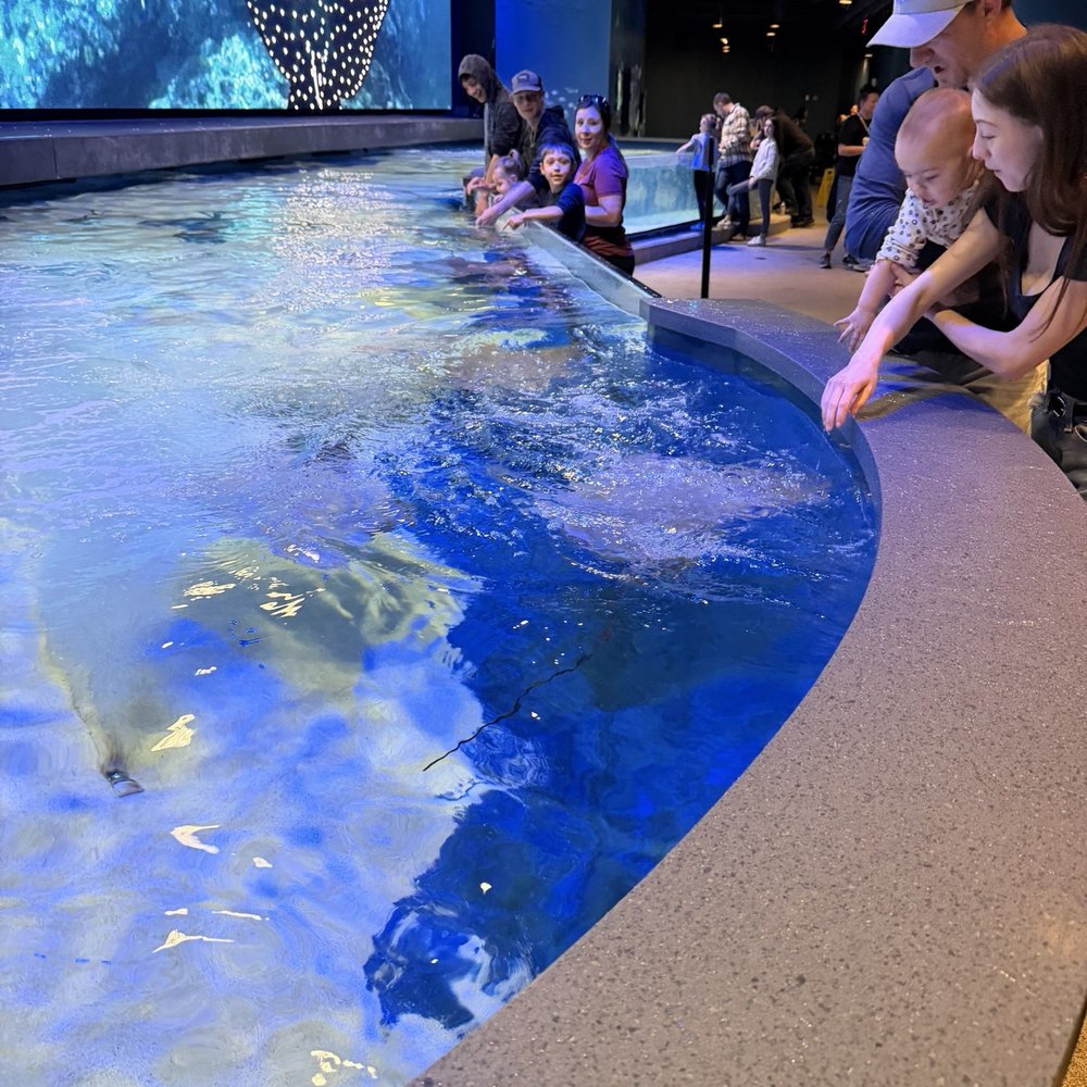 Audubon Aquarium - Interactive stingray pool 2 - Aquariums Near Me - New Orleans, Louisiana Audubon Aquarium - Interactive stingray pool 2 - Aquariums Near Me - New Orleans, Louisiana