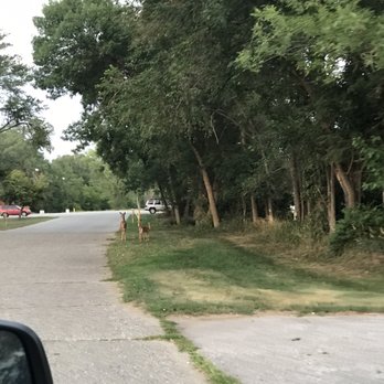 Lake Manawa State Park Beach - Deer! - Lakes Near Me - Council Bluffs, Iowa