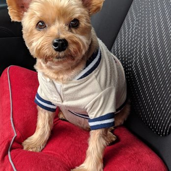 Pawsome Luxuries - Sir Winston Edward - Pet Groomers Near Me