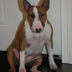 MP4Tickets - Ruby -- #1 office dog. She can be seen every other Tuesday at MP4Tickets Chicago.