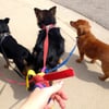 PupSmiles gift card