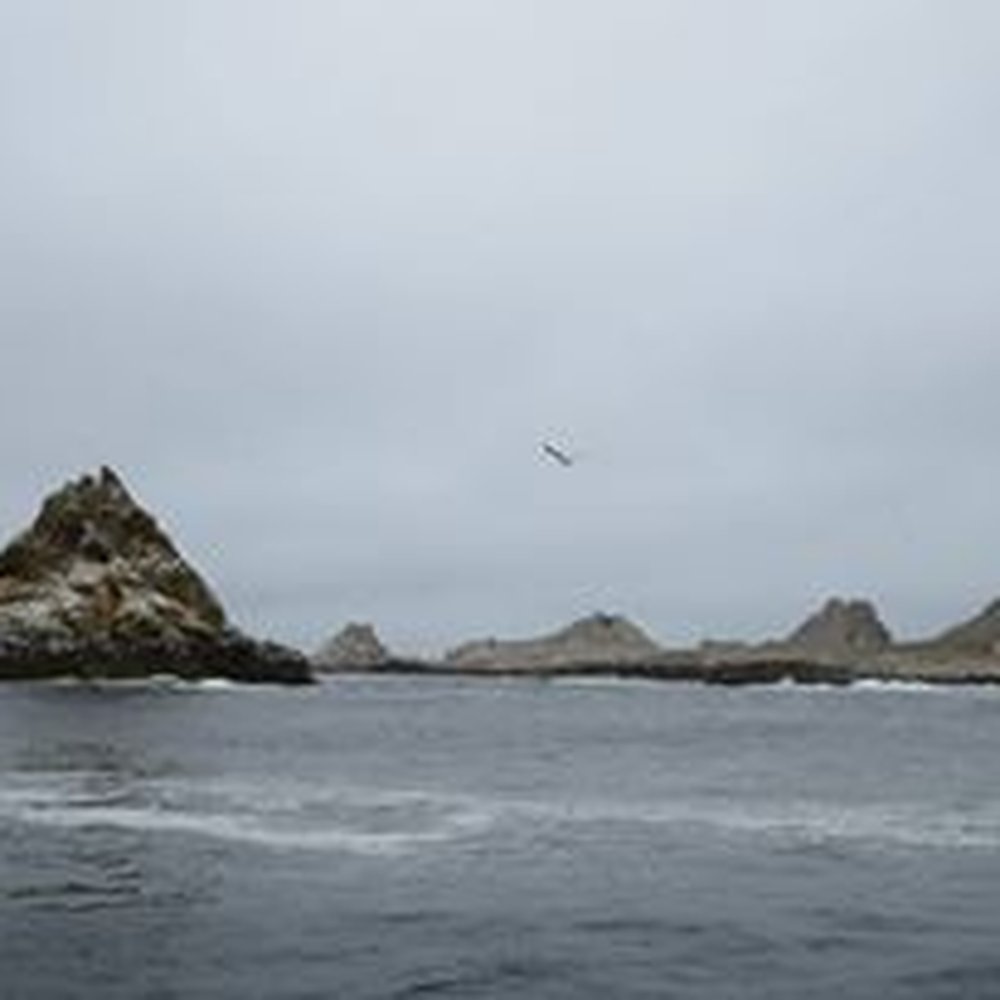 SF Bay Whale Watching - Farallon Islands - Tours Near Me - San Francisco, California SF Bay Whale Watching - Farallon Islands - Tours Near Me - San Francisco, California