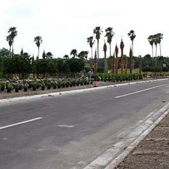 Landscape 941 - a street lined with palm trees - Landscaping Near Me - Bradenton, Florida