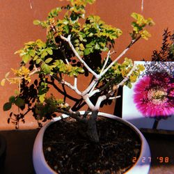 Norens Nursery