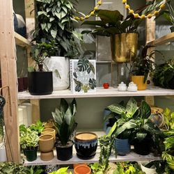 Plant House Augusta