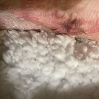 Pampered Paw's Pet Grooming - Both sides of dog bottom anus area shaved raw - Pet Groomers Near Me - Southaven, Mississippi Pampered Paw's Pet Grooming - Both sides of dog bottom anus area shaved raw - Pet Groomers Near Me - Southaven, Mississippi