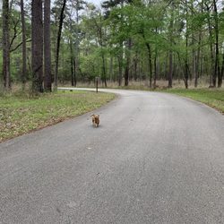 Davy Crockett National Forest