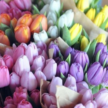 The Prestigious Rose - Assorted Colors $35 - Floral Designers Near Me The Prestigious Rose - Assorted Colors $35 - Floral Designers Near Me