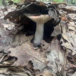 Cascadia Park Camping - Love nature