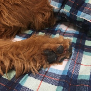 Hairy Paws Day Center - Pet Training Near Me - Saginaw, Michigan Hairy Paws Day Center - Pet Training Near Me - Saginaw, Michigan