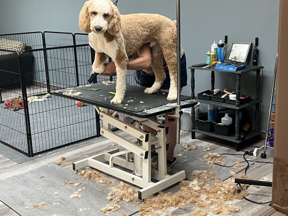 FLUFF & STUFF DOG GROOMING 20 Photos Knoxville, Tennessee Pet Groomers Phone Number Yelp