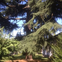 Parco Trotter - Cedro