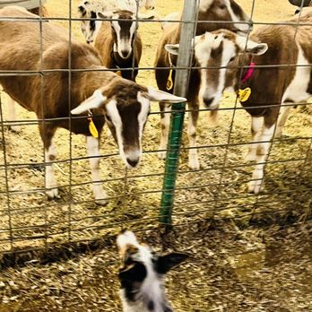 Rancho Bernardo Pumpkin Farm - Petting zoo - Pumpkin Patches Near Me - San Diego, California Rancho Bernardo Pumpkin Farm - Petting zoo - Pumpkin Patches Near Me - San Diego, California