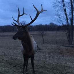 Elk bull at Thunder Bay Resort.