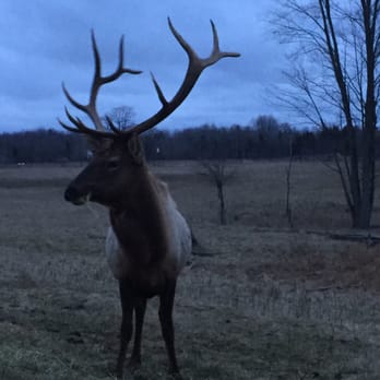 Thunder Bay Resort - Elk bull at Thunder Bay Resort. - Resorts Near Me - Hillman, Michigan