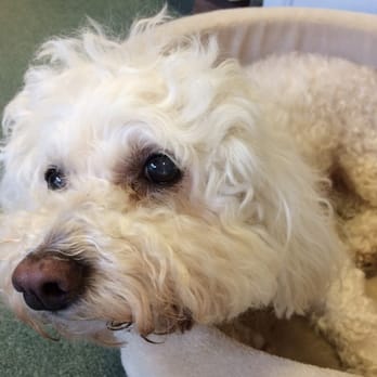 The Gift Horse - Bogey the Bichon! - Home Decor Near Me - Healdsburg, California